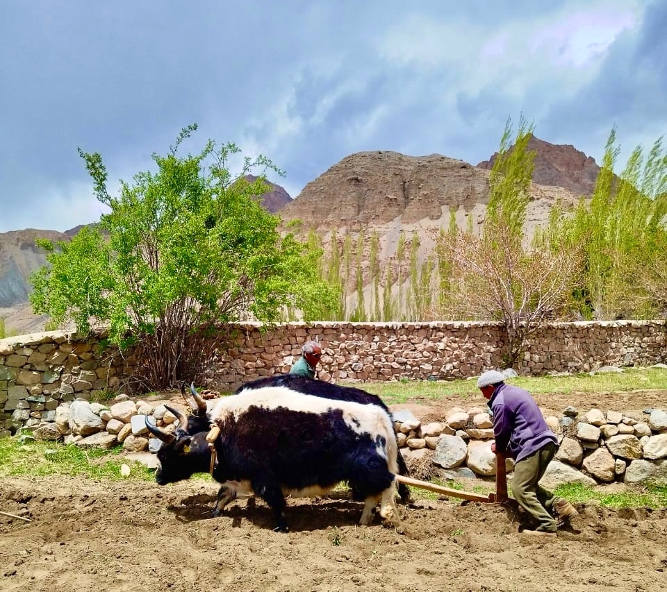 Agriculture in Ladakh